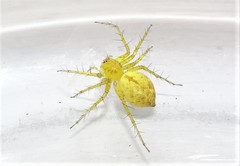 Oxyopes punctatus