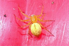 Oxyopes punctatus