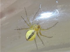 Oxyopes punctatus