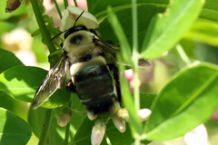 Xylocopa virginica texana