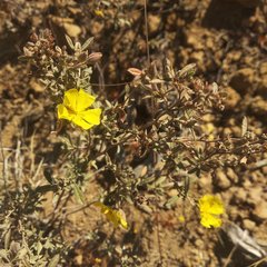 Crocanthemum glomeratum