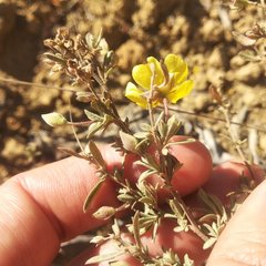Crocanthemum glomeratum