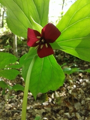 Trillium vaseyi
