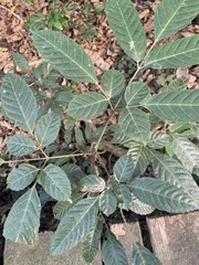 Leea philippinensis