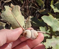 Disholcaspis erugomamma