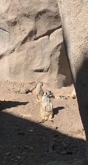Suricata