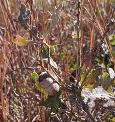 Disholcaspis erugomamma