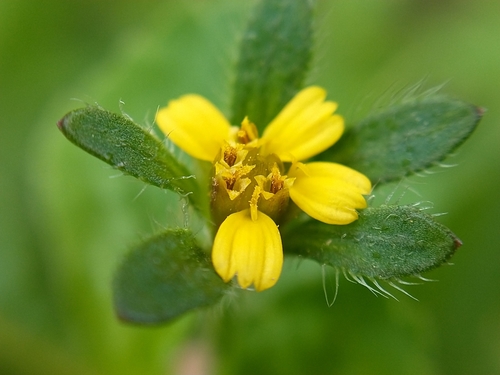 Heterosperma