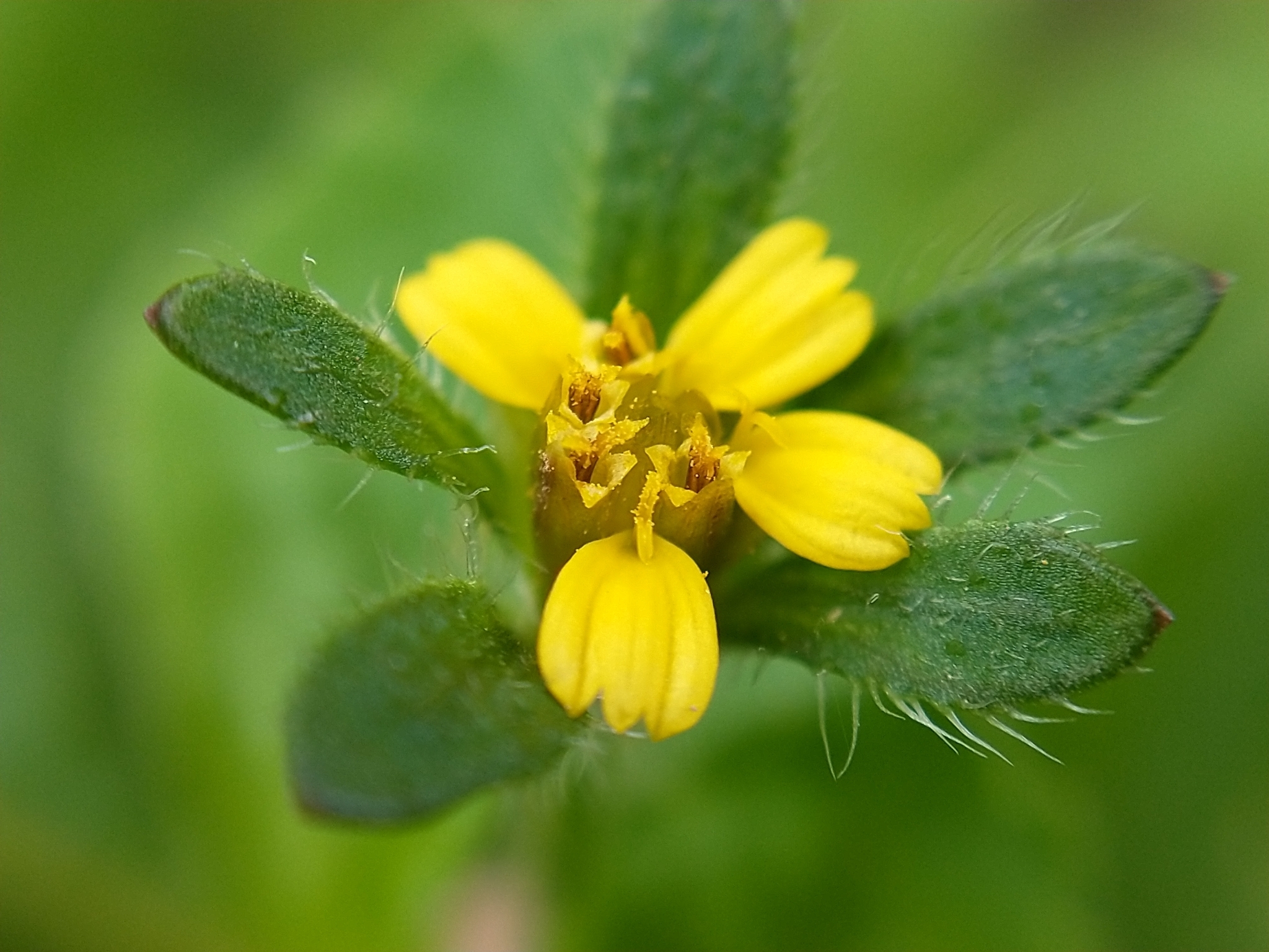Heterosperma