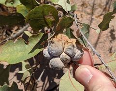 Disholcaspis erugomamma