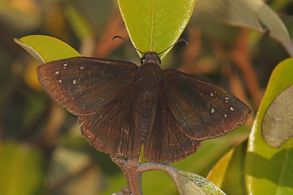 Ephyriades