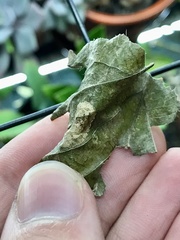 Phyllonorycter argentifimbriella