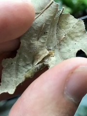 Phyllonorycter argentifimbriella