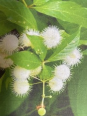 Cephalanthus