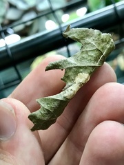 Phyllonorycter argentifimbriella