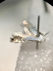 Phyllonorycter argentifimbriella