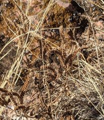Phacelia integrifolia