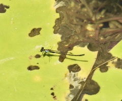 Austrocnemis maccullochi