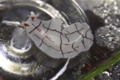 Eurylepta californica