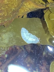 Eurylepta californica