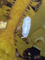 Eurylepta californica