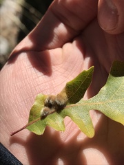 Aceria trichophila