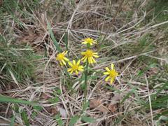 Tephroseris integrifolia