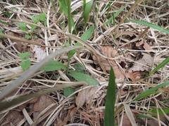 Tephroseris integrifolia