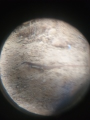 Aspidoscelis maximus