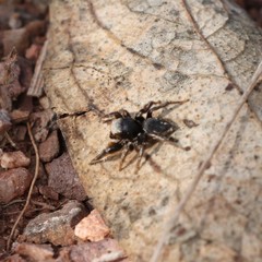Habronattus schlingeri