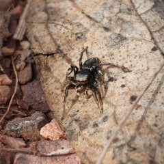 Habronattus schlingeri