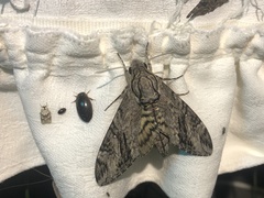 Agrius godarti