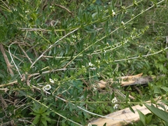 Lippia turbinata