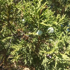 Juniperus deppeana deppeana