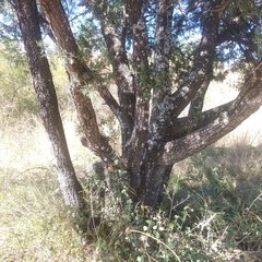 Juniperus deppeana deppeana