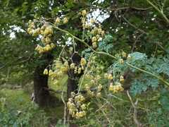 Thalictrum decipiens
