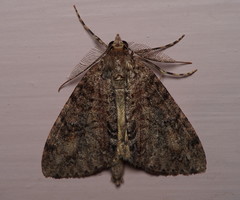 Pseudocoremia suavis