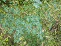 Thalictrum decipiens