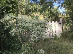 Euphorbia leucocephala