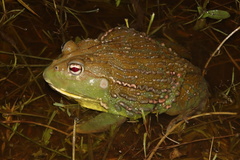 African Bullfrog photo 2