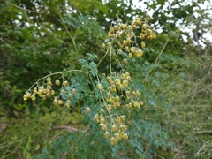 Thalictrum decipiens