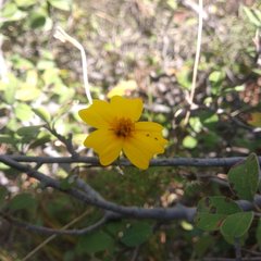 Tagetes tenuifolia