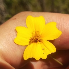 Tagetes tenuifolia