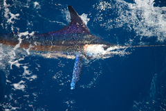 White Marlin photo 3