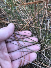 Andropogon tracyi
