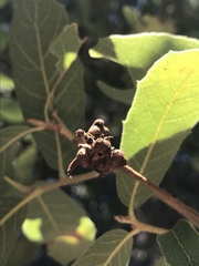 Disholcaspis pedunculoides