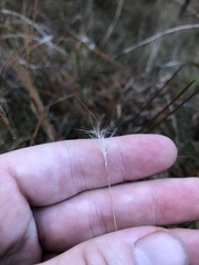 Andropogon tracyi