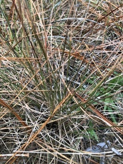 Andropogon tracyi