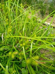 Carex lupuliformis