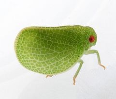 Acanalonia immaculata